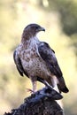 Partridge eagle Royalty Free Stock Photo